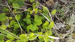Viola rupestris, photograph (c) Andrew Bazdyrev, some rights reserved (CC BY)