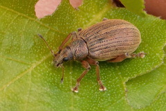 Polydrusus mollis