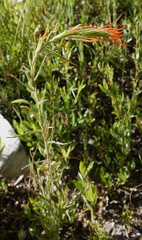 Castilleja minor stenantha