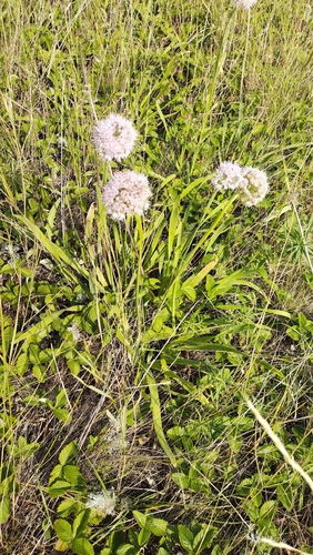 Allium nutans, photograph 6