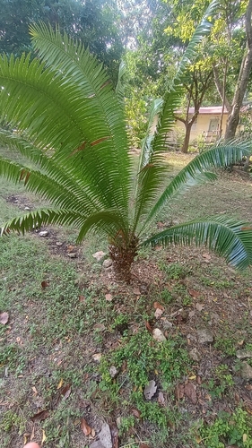 Giant Dioon