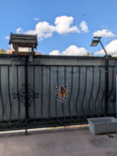 Cross Orbweaver