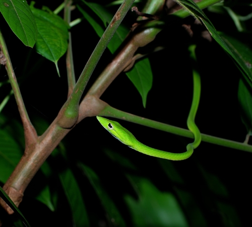 Oriental Whipsnake