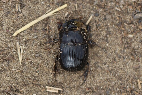 Copris lunaris