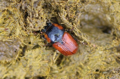 Coprimorphus scrutator