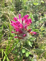 Pedicularis dasystachys