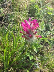 Pedicularis dasystachys