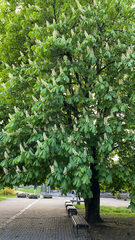 Aesculus hippocastanum