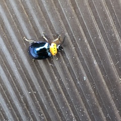 Morphosphaera caerulea