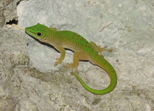 Koch's Giant Day Gecko
