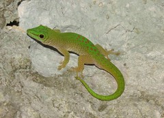 Phelsuma kochi