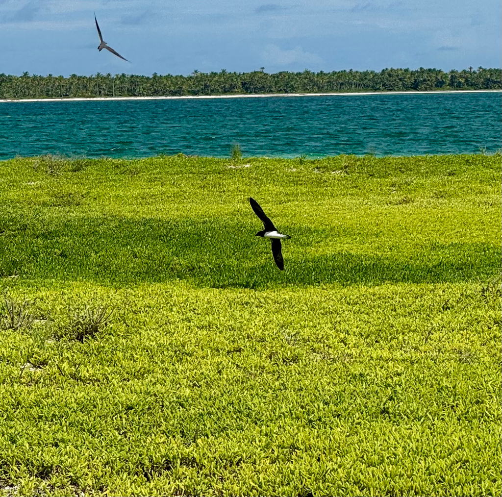 Phoenix Petrel