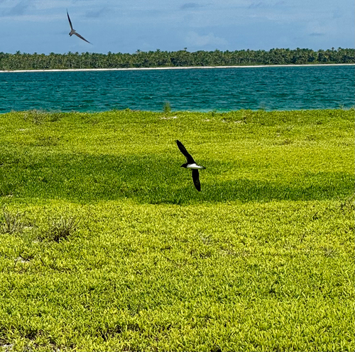 Phoenix Petrel