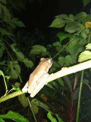 Polypedates leucomystax