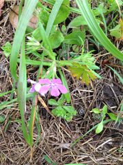 Phlox cuspidata