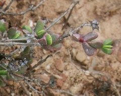 Ruschia leptocalyx