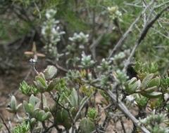 Ruschia leptocalyx