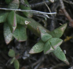 Ruschia leptocalyx