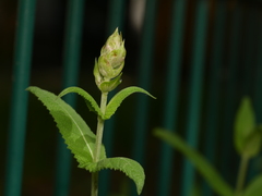 Salvia officinalis