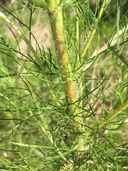 Eupatorium capillifolium image