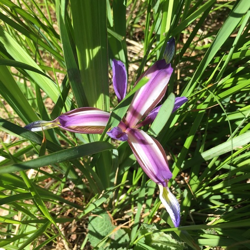 Iris graminea (Iris graminea)