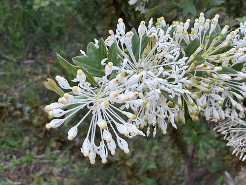 Grevillea vestita, photograph 3