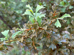 Grevillea vestita, photograph (c) smathichong, some rights reserved (CC BY)