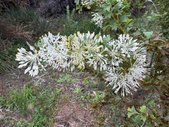 Grevillea vestita, photograph (c) smathichong, some rights reserved (CC BY)