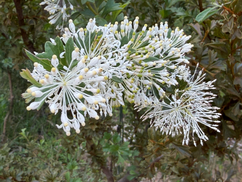 Grevillea vestita, photograph 4