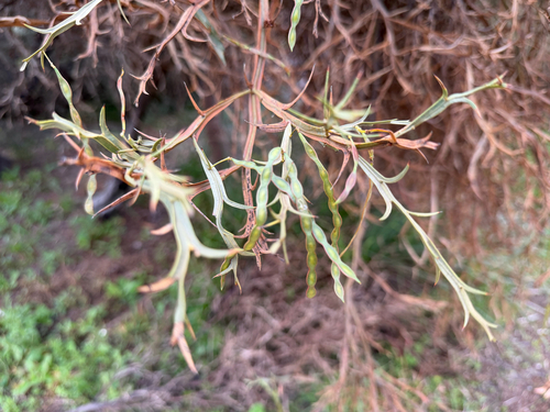 Acacia trigonophylla