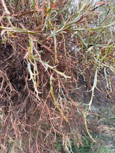Acacia trigonophylla, photograph 1