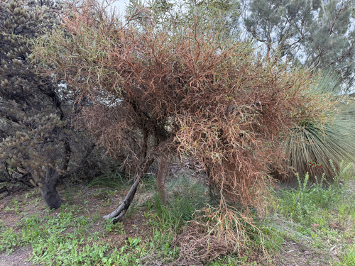Acacia trigonophylla, photograph 2