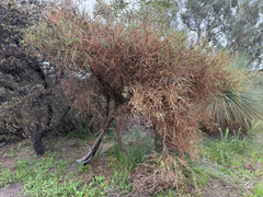 Acacia trigonophylla, photograph (c) smathichong, some rights reserved (CC BY)