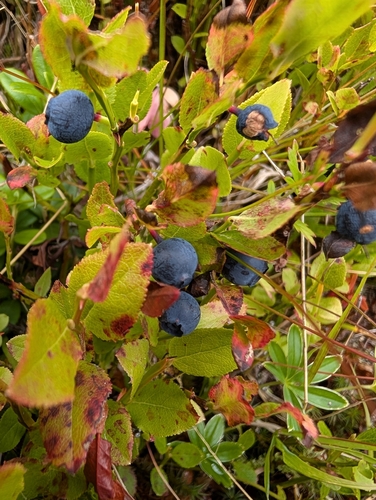 common bilberry