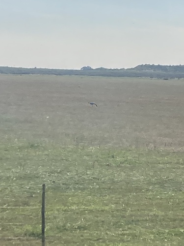 iNaturalist image