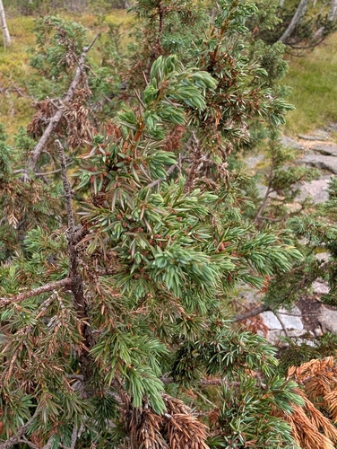 common juniper