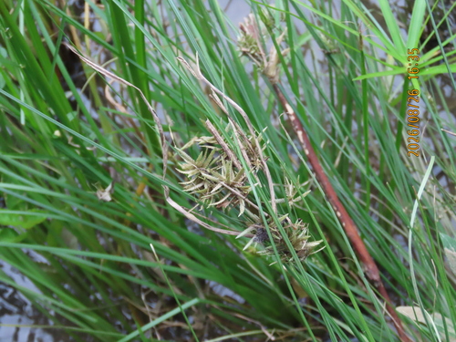 Cyperus flavidus observed 2026-08-26