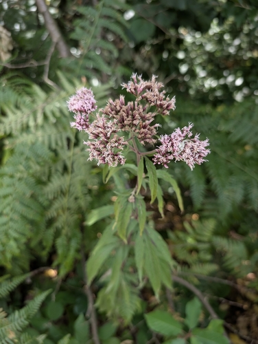 hemp agrimony