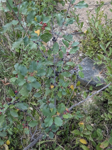 alder buckthorn