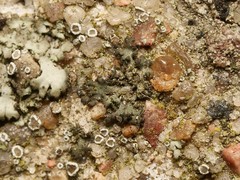 Phaeophyscia nigricans