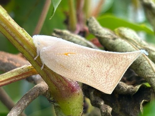 Lawana imitata