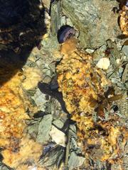 Zoarcidae