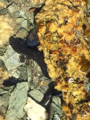 Zoarcidae