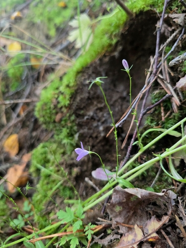 Spreading Bellflower