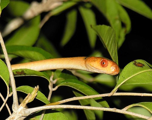Orange Tree Snake