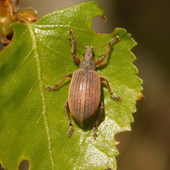 Polydrusus mollis