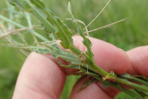 Image of Wahlenbergia krebsii by no rights reserved