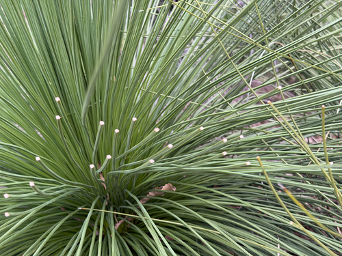 Xanthorrhoea preissii, photograph 5