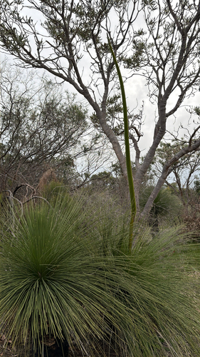 Xanthorrhoea preissii, photograph 6