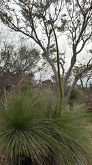 Xanthorrhoea preissii, photograph (c) smathichong, some rights reserved (CC BY)